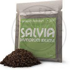 Salvia Divinorum Plants Seeds | Salvia Divinorum Plants For Sale