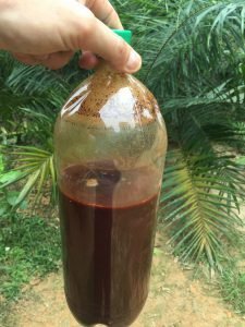 AYAHUASCA TEA FOR SALE - BOTTLED